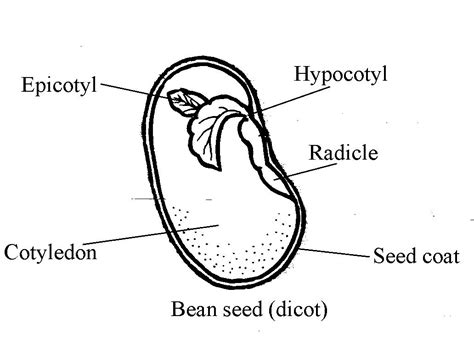 1 Draw A Diagram Of Seed And Label Its Parts Mention The