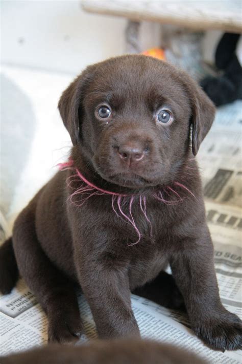 Diamond p labradors puppies are bred for good health, intelligence, trainability and a natural desire to retrieve. brown labrador retrievers puppy picture - Dog Breeders Guide
