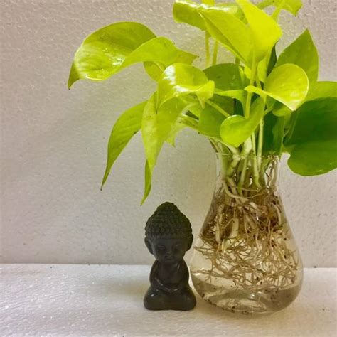 Indoor money plant in water. Money plant golden, Neon pothos, Air purifying indoor plant, Money pla - The Plant Shop-Plant ...