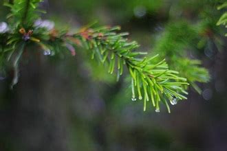 The majority of the trees in the taiga biome are conifers; Plants - Taiga