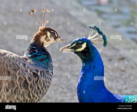 Male And Female Peacocks