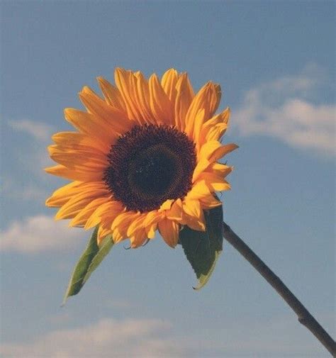Pin By 𝓃𝒶𝒹𝓎𝓃𝓃 On Wallpaper Sunflower Wallpaper Flower Aesthetic