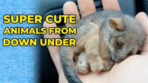 Top 10 Cutest Australian Animals Youtube
