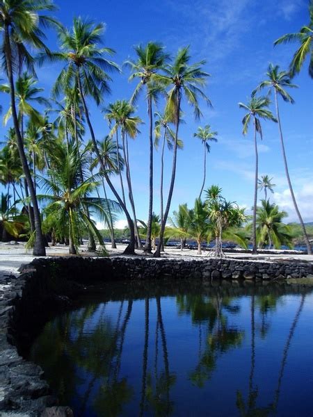 A stand of palm trees endures near the cliffs above the ocean in the midst of a lava field from a past eruption. Hawaii palms palm trees Free stock photos in JPEG (.jpg ...