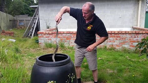 Deadly Tiger Snake Taken From Compost Bin By Melbourne Snake Catcher