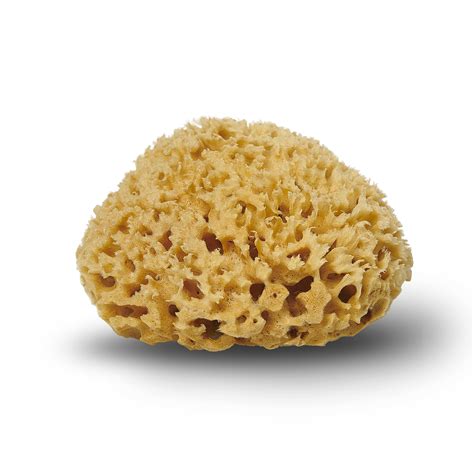 Honeycomb Natural Sponge 12 Cm Package Of 4 Pcs Cocoon Eco Living