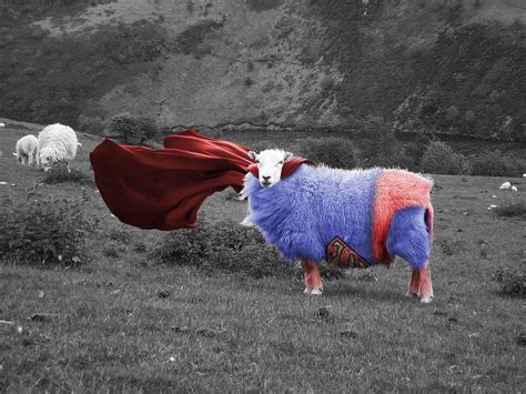 Super Sheep Digital Art By Jay Aitch
