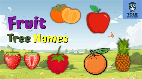 Fruit Tree Names Easy And Fun English Learning Flashcard Tole