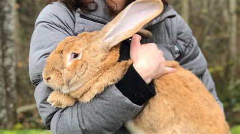 Bunny Missing In England Police Say The Giant Rabbit Was Stolen