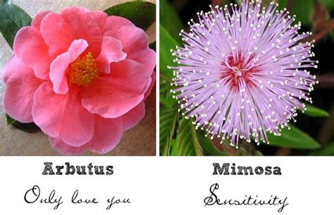 Correctly selected bouquet can tell a woman about the attitude of a tulips of lilac and black shades tell about devotion and love, white and blue flowers symbolize tenderness and pure feelings Wedding Flower Friday: The Symbolism Behind Different ...