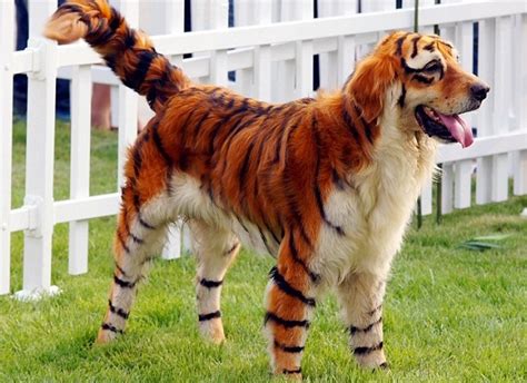 Ten Lovable But Weird Dogs That Look Like Other Animals
