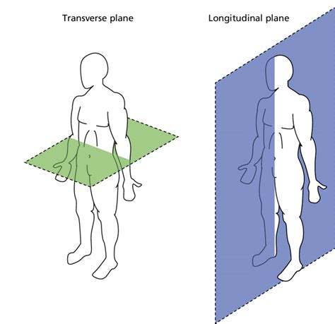 Transverse And Longitudinal Body Planes Download Scientific Diagram