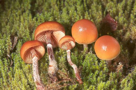 Lbm Little Brown Mushrooms