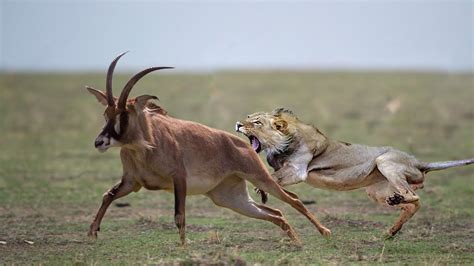 The Lion Encounters The Wildebeest And The End Is Tгаɡіс Mlb Sport 24