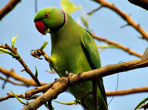 Top 10 Fun Facts About Parrots Always Learning