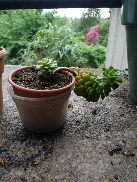 Houseplants How Can I Prevent My Succulent From Tipping