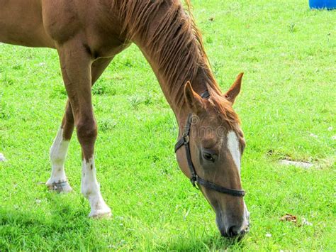 Horse Grazing Stock Image Image Of Isolated Beauty 57718295