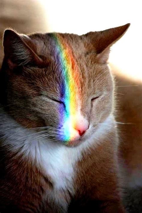 Rainbow Color Light Prism On Sleeping Cat ¯ ¸de Larc En Ciel