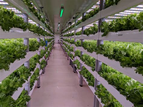 Why Indoor Vertical Farming Is Better Than Traditional Agriculture