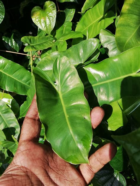 Garden Chronicles Of James David Different Types Of Philodendron