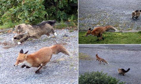 How to keep your cat safe from foxes. Outfoxed: Fearless Forest Cat turns guard dog as he chases ...