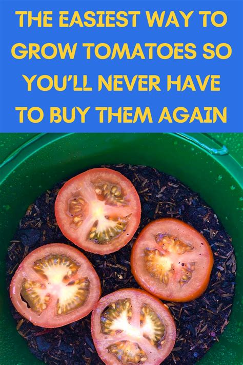 The Easiest Way To Grow Tomatoes So Youll Never Have To Buy Them Again