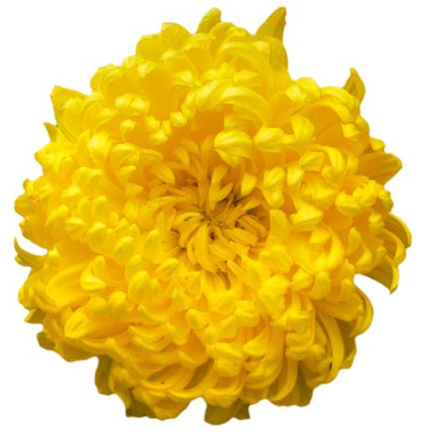 Yellow Chrysanthemum Png