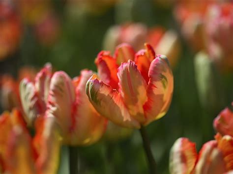 Blooming Tulips In Garden Hd Wallpaper Peakpx