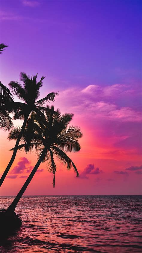 Download Wallpaper 1440x2560 Palm Trees Sea Sunset
