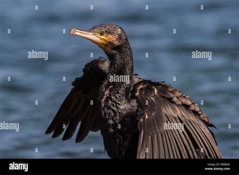 Cormorant Sea Bird Drying Its Outstretched Wings Stock Photo Alamy