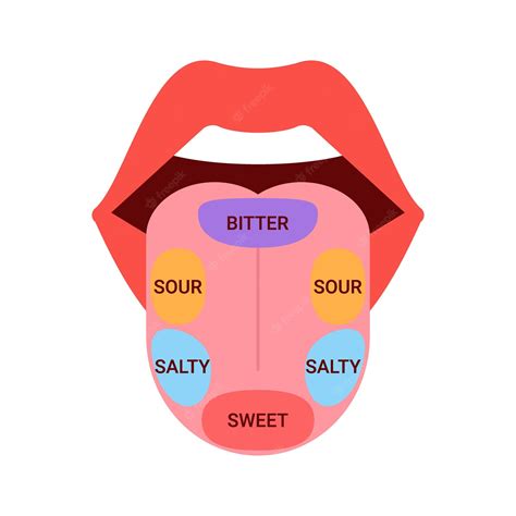 Premium Vector | Map of tongue with parts sense taste Taste buds
