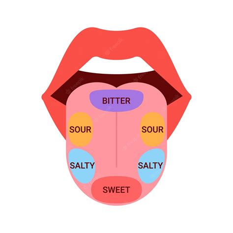 Realistic Tongue With Basic Taste Tasting Map In Human Mouth Sw By