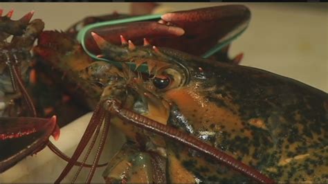 New England Lobster Prices To Drop