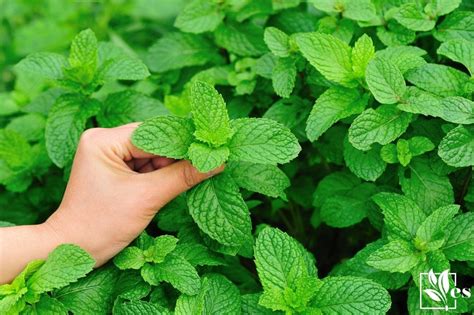 How To Harvest Mint Crucial Tips For Harvesting This Essential Herb