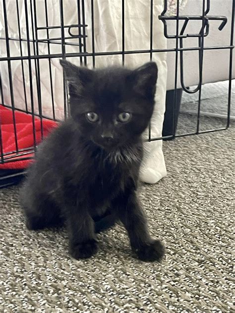 The Cat Haven - 😻 KITTENS LOOKING FOR HOMES 😻 ♥ Desexed ♥...