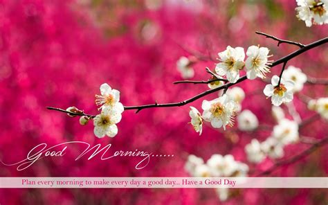 Beautiful Morning Wishes Hd Wallpapers Dazzling Wallpaper Spring
