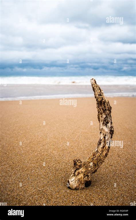 Driftwood On A Beach Stock Photo Alamy
