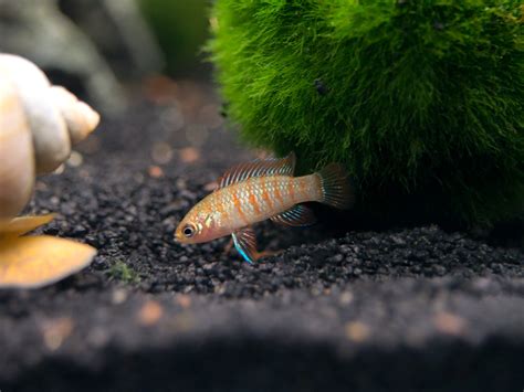 Scarlet Badis Dario Dario Aquatic Arts On Sale Today For 3329