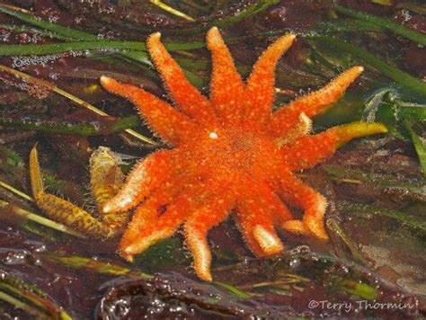 Sunflower Starfish Vancouver Island Sea Kayaking Island