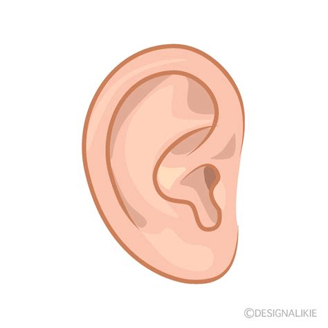 Female Ear Clip Art Free Png Image｜illustoon