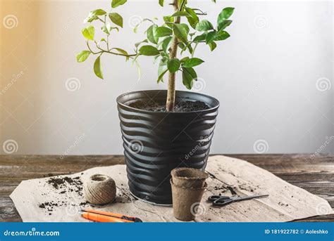 Orange Tree With Roots In The Ground In The Form Of A Pot Preparing