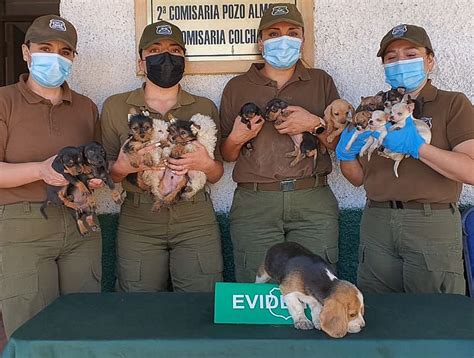 Devuelven A Bolivia 20 Cachorros Que Ingresaron Por Contrabando A