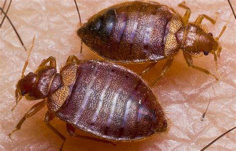 Bed bugs are one of the hardest bugs to control. Bed Bug Pictures - Bed Bug Exterminators in NYC, Brooklyn ...