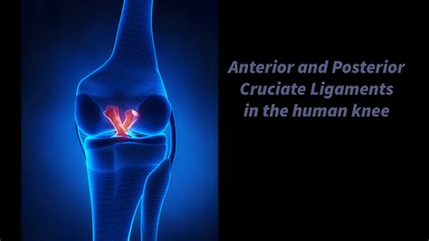 Filbay, s.r., early acl reconstruction is required to prevent additional knee injury: Females more likely to sustain ACL injury | Voxitatis Blog