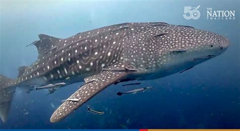 Dotted Whale Shark Greets Divers At Koh Tao As Surat Thani Opens To