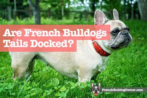 The frenchie dog has a bright and lively personality but is burdened with complicated health problems. Are French Bulldogs Tails Docked & Cut Off or Born Without?