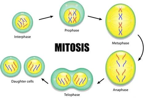 The 4 Stages Of Mitosis In Detail With Figures And Role In Cell Divison