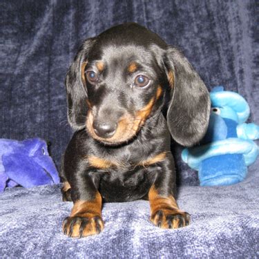 Please contact the breeders below to find dachshund puppies for sale in oregon Mini-Doxies - Miniature Dachshund Puppies - Big Bad Doxies, Dallas, Oregon - Big Bad Doxie Breeder