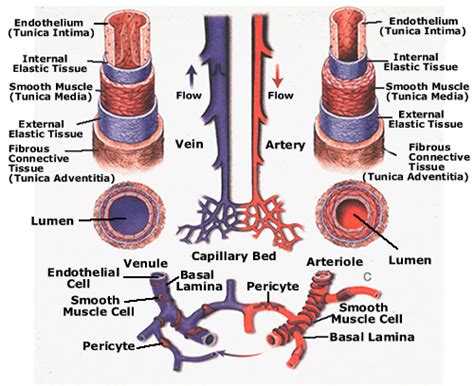 The blood vessels are part of the circulatory system and function to transport blood throughout the body. Human Cardiovascular System