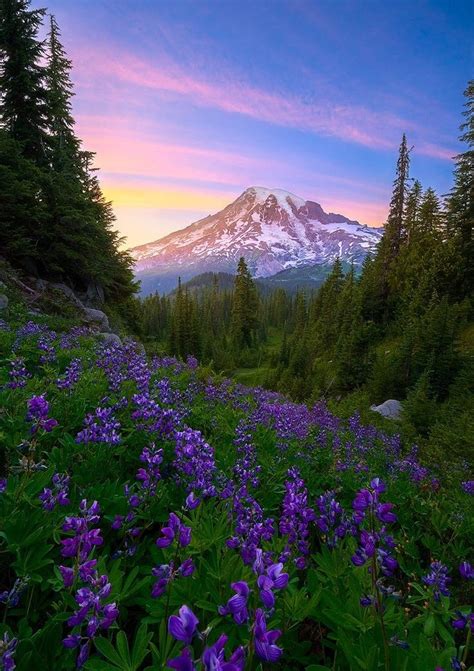 Mount Rainier Wildflowers ~ Photo By David Hodge Nature Beautiful